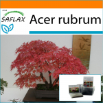 SAFLAX - Sodas mai&scaron;e - Bonsai - Raudonasis klevas - 20 sėklų - Su substratu tinkamame stovimame mai&scaron;elyje - Acer rubrum