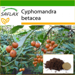 SAFLAX - Tamarillo - 50 sėklų - Su vazoniniu substratu geresniam auginimui - Cyphomandra betacea