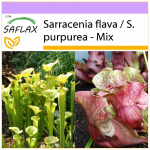 SAFLAX Ąsočių augalų mi&scaron;inys - 10 sėklų - Sarracenia Mix