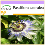 SAFLAX &ndash; Pasifloros gėlė &ndash; 25 sėklos &ndash; Passiflora caerulea