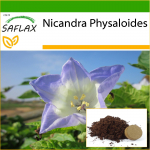 SAFLAX Peru obuolys &ndash; 100 sėklų &ndash; Su vazoniniu substratu geresniam auginimui &ndash; Nicandra physaloides