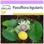 SAFLAX &ndash; Sweet Granadilla &ndash; 20 sėklų &ndash; Passiflora ligularis