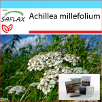 SAFLAX Dovanų rinkinys &ndash; Paprastoji kraujažolė &ndash; 200 sėklų &ndash; Su dovanų dėžute, kortele, etikete ir vazono substratu &ndash; Achillea millefolium