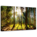 Feeby Canvas print, Spinduliai saulėtame mi&scaron;ke