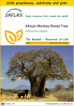 SAFLAX - Auginimo rinkinys - Afrikos baobabas - 6 sėklos - Su mini &scaron;iltnamiu, auginimo substratu ir 2 vazonais - Adansonia digitata