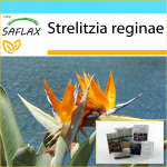 SAFLAX - Dovanų rinkinys - Rojaus pauk&scaron;tis - 5 sėklos - Su dovanų dėžute, kortele, etikete ir vazono substratu - Strelitzia reginae