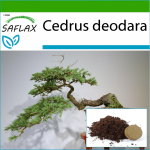 SAFLAX &ndash; Bonsai &ndash; Indijos kedras &ndash; 35 sėklos &ndash; Su vazoniniu substratu geresniam auginimui &ndash; Cedrus deodara