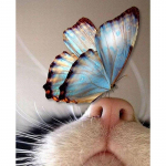 Naujas 5D &bdquo;pasidaryk pats&ldquo; deimantinis pie&scaron;imas katės / drugelio deimantinis siuvinėjimas, kryžminio dygsnio gyvūnas, pilnas apvalus gręžimo amatai, namų dekoro dovana Full Round 15x20CM