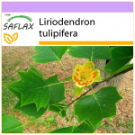 SAFLAX Tulpių medis - 20 sėklų - Liriodendron tulipifera