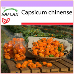 SAFLAX &ndash; Čili &ndash; Geltonasis Habanero &ndash; 10 sėklų &ndash; Capsicum chinense