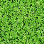 White Clover Euromic 100g mažas dobilas mikro dobilas vejai
