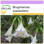 SAFLAX - Angel's Trumpet White - 10 sėklų - Brugmansia suaveolens