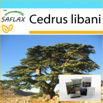 SAFLAX &ndash; Dovanų rinkinys &ndash; Libano kedras &ndash; 20 sėklų &ndash; Su dovanų dėžute, kortele, etikete ir vazono substratu &ndash; Cedrus libani
