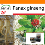 SAFLAX &ndash; Sodas mai&scaron;e &ndash; Korėjos žen&scaron;enis &ndash; 10 sėklų &ndash; Su substratu tinkančiame stovinčiame mai&scaron;elyje &ndash; Panax žen&scaron;enis