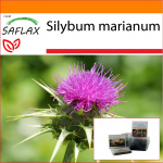 SAFLAX - Sodas mai&scaron;e - Pieno er&scaron;kėtis - 75 sėklos - Su substratu tinkamame stovimame mai&scaron;elyje - Silybum marianum