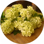 Dirbtinės gėlės Hortenzija, ilgis 60 cm Vestuvių centras &bdquo;Pasidaryk pats&ldquo; Gėlių namuose Atostogų vakarėlis Vakarėlis Biuras Miegamojo namų dekoravimas HQ-55-green_