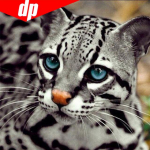 5d &bdquo;pasidaryk pats&ldquo; deimantų &bdquo;didelės akies leopardo&ldquo; ra&scaron;tas kryžminio dygsnio deimantų tapybos gyvūnų siuvinėjimas 30x30