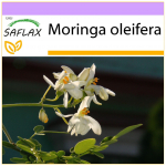SAFLAX - Krienai - 10 sėklų - Moringa oleifera