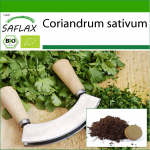 SAFLAX &ndash; Ekologi&scaron;ka &ndash; Kalendra &ndash; 150 sėklų &ndash; Su vazonų substratu geresniam auginimui &ndash; Coriandrum sativum