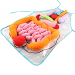 3D organų prijuostė, anatominė prijuostė Žmogaus kūno organų suvokimą skatinantis lavinamasis žaislas, skirtas ikimokyklinio ugdymo įstaigoms namuose 65x45cm skaidri