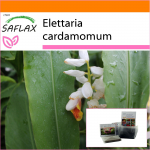 SAFLAX Sodas mai&scaron;e - Kardamonas - 20 sėklų - Su substratu tinkančiame stovimame mai&scaron;elyje - Elettaria cardamomum