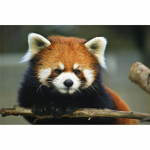 5D &bdquo;pasidaryk pats&ldquo; deimantinis paveikslas &bdquo;Red Panda&ldquo; deimantinis siuvinėjimas kryželiu namų dekoras, rankų darbo dovanos.javascript: Round 20x30cm
