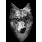 Grassland Wolf Animal Plakatas Spausdinti Ant drobės Sienos Svetainės Menas Pop Art namų dekoravimas 21cm&times;30cm NoFrame