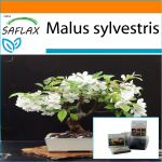 SAFLAX Sodas mai&scaron;e - Bonsai - Laukinis krabas - 30 sėklų - Su substratu tinkamame stovimame mai&scaron;elyje - Malus sylvestris