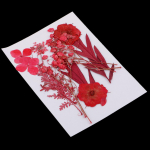Assorted Real Pressed Leaves Dried Flowers for Scrapbooking crafts DIY