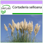 SAFLAX &ndash; Amerikos pampų žolė &ndash; 200 sėklų &ndash; Cortaderia selloana