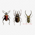 Burokėlių Pvz 2 Augalai prie&scaron; Zombius 2 Atėjo laikas Augalai Geležis ant &scaron;ilumos perdavimo Spausdinimas Vinilo pleistrai Drabužių lipdukas &bdquo;Pasidaryk pats&ldquo; aplikacijos, plaunamos pleistrai
