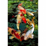 Deimantinis siuvinėjimas Viso ekrano žuvys 5d deimantinis dažymas kryželiu 20X30CM