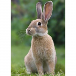 Triu&scaron;io &bdquo;pasidaryk pats&ldquo; 5D deimantinis paveikslas, pilnas apvalus grąžtas &bdquo;Animal&ldquo; vaizdingas deimantinis siuvinėjimas kryželiu Siuvinėjimo rinkinys Sienų menas Namų dekoro dovana