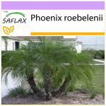 SAFLAX &ndash; Pigmy Date Palm &ndash; 25 sėklos &ndash; Phoenix roebelenii
