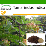 SAFLAX - Tamarind - 4 sėklos - Su vazoniniu substratu geresniam auginimui - Tamarindus indica