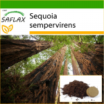 SAFLAX &ndash; Pakrantės sekvoja &ndash; 50 sėklų &ndash; Su vazoniniu substratu geresniam auginimui &ndash; Sequoia sempervirens