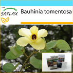 SAFLAX - Dovanų rinkinys - Geltonas orchidėjų medis - 30 sėklų - Su dovanų dėžute, kortele, etikete ir vazono substratu - Bauhinia tomentosa