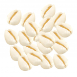 20pcs electroplated natural shell conch beads for jewelry making Silver balta