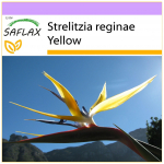 SAFLAX - Geltona Strelitzia Mandela's Gold - 4 sėklos - Strelitzia reginae Yellow