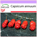 SAFLAX - Čili - Peter Peppers Penis Čili - 10 sėklų - Capsicum annuum
