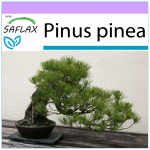 SAFLAX - Bonsai - Akmeninė pu&scaron;is - 6 sėklos - Pinus pinea