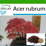 SAFLAX - Bonsai - Raudonasis klevas - 20 sėklų - Su vazoniniu substratu geresniam auginimui - Acer rubrum