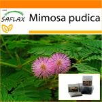SAFLAX - Sodas mai&scaron;e - Jautrus augalas - 70 sėklų - Su substratu tinkamame stovimame mai&scaron;elyje - Mimosa pudica
