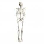 5,4 pėdos lankstus skeletas rekvizitas, tikro dydžio plastikinis, Helovino žmogaus kaulų skeletas, vakarėlio reikmenys, nuotraukų rekvizitas