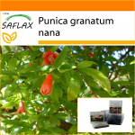 SAFLAX Sodas mai&scaron;e &ndash; Nyk&scaron;tukinis granatas &ndash; 50 sėklų &ndash; Su substratu tinkamame stovimame mai&scaron;elyje &ndash; Punica granatum nana