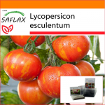 SAFLAX Sodas mai&scaron;e - Pomidoras - Tigerella - 10 sėklų - Su substratu tinkamame stovimame mai&scaron;elyje - Lycopersicon esculentum