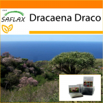 SAFLAX - Sodas mai&scaron;e - Drakono medis - 5 sėklos - Su substratu tinkamame stovimame mai&scaron;elyje - Dracaena Draco