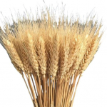 100 vnt. dirbtinių kviečių ausys su stiebu Realisti&scaron;ka, nevytanti, be laistymo, vestuvių fotorekvizitai viduje, lauke, namuose, biure, sode, sekso drabužiai suaugusiems &scaron;viesiai geltonos spalvos