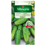 Lauko agurkų Octopus F1 sėklos 1,5g - VILMORIN