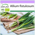 SAFLAX - Ekologi&scaron;kas - Salotinis svogūnas - Japoni&scaron;ka Ishikura - 150 sėklų - Allium fistulosum